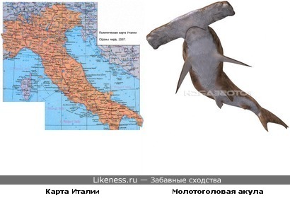 Карта Италии и молотоголовая акула