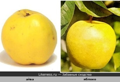айва похожа на яблоко