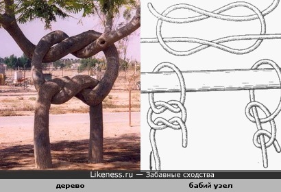 Дерево завязалось в морской узел