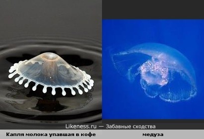 Капля молока упавшая в кофе похожа на медузу