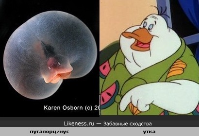 Пугапорцинус-глубоководный червь в этом ракурсе похож на утку