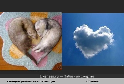 спящие домашние питомцы похожи на облако