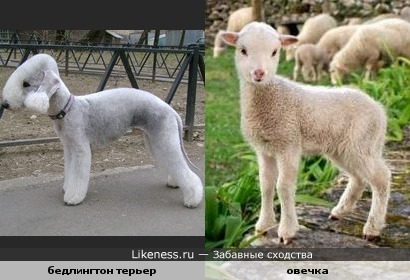 бедлингтон терьер похож на терьера