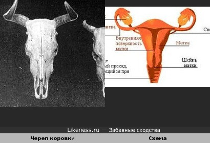 Череп коровки похож на Схема