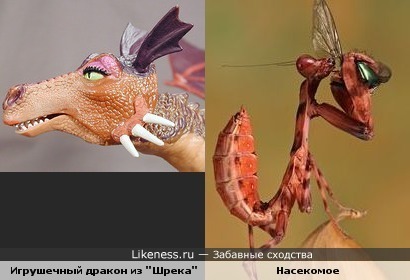 Насекомое напомнило игрушечного дракона из "Шрека"