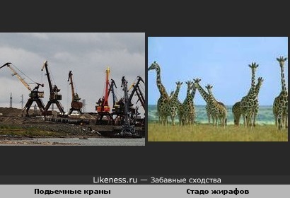 Длинношеее собрание