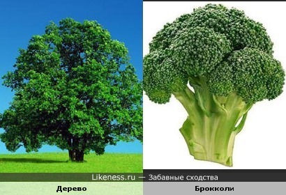 Брокколи похожа на дерево