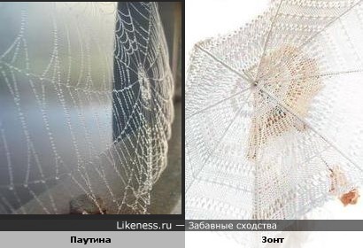 Паутина похожа на ажурный зонт