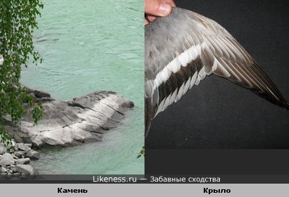 Камень похож на крыло