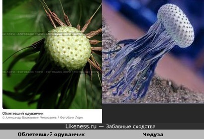 Медуза похожа на облетевший одуванчик