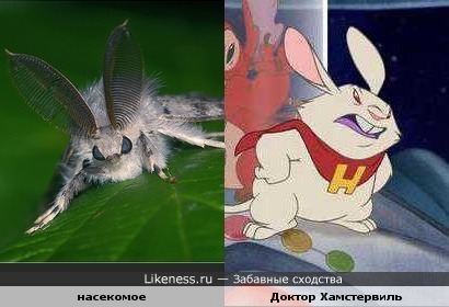 Насекомое похоже на злобного кролика