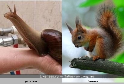 Улитка похожа на белочку