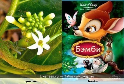 Цветок похож на Бэмби