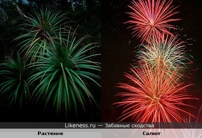 Растение похоже на салют