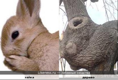 Дерево похоже на зайца