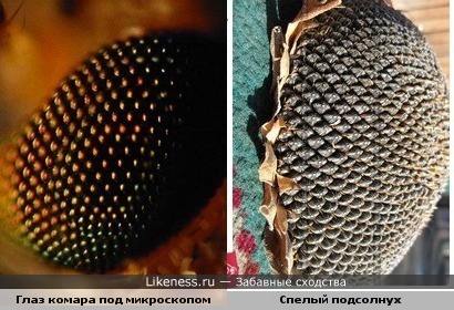 глаз комара под микроскопом напоминает спелый подсолнух)))
