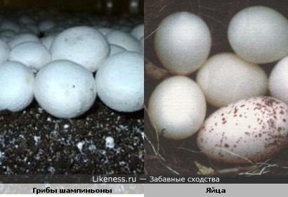 грибочки похожи на яйца))