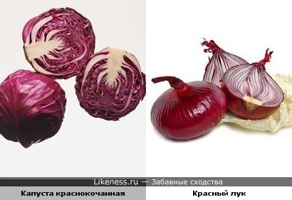 краснокочанная капуста напоминает красный лук