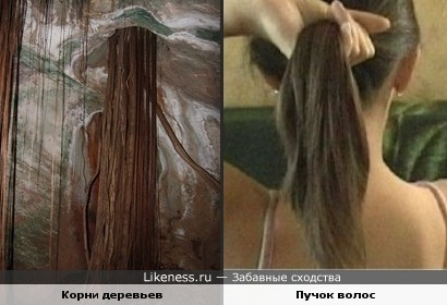 проросшие в пещеру корни деревьев напоминают пучки волос