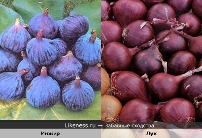 инжир похож на луковицы