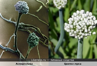 плесневые грибы похожи на цветки лука