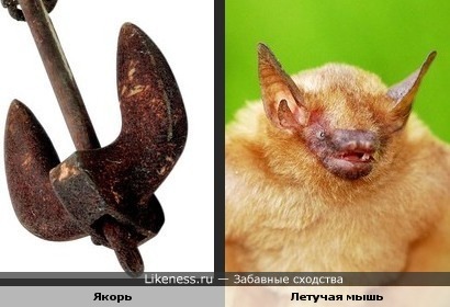 якорь и голова летучей мышки))
