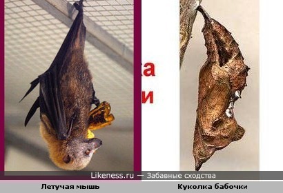 Летучая мышь напомнила куколку бабочки))