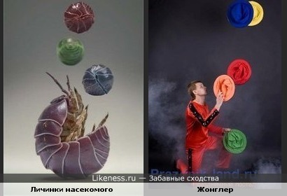 Цирк, он и у насекомых цирк!