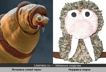 личинка синей мухи похожа на смешного моржа-игрушку