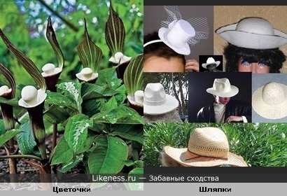 цветочки издалека похожи на белые шляпки