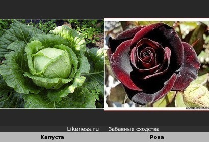 Белокачанная капуста похожа на розу.
