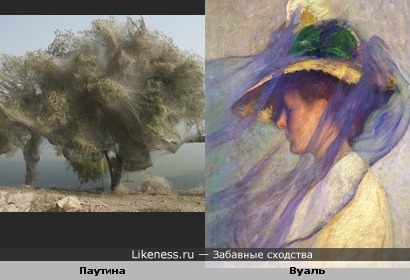 Дерево обёрнутое паутиной напомнило шляпку с вуалью