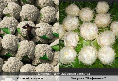 Фото "Урожай хлопка" и закуска "Рафаэлло"