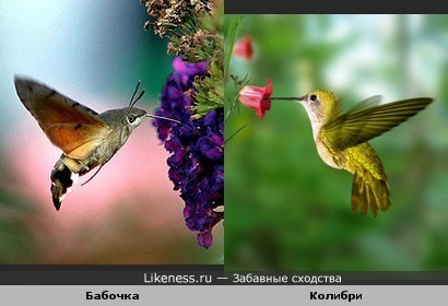 бабочка похожая на колибри фото онлайн