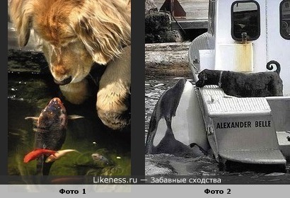 Дай лапу,друг!