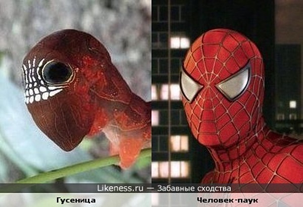 человек гусеница фото онлайн человек гусеница фото