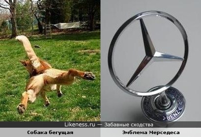 Вид бегущей собаки напоминает эмблему Мерседеса