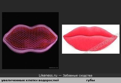 Многократно увеличенные клетки диатомовых водорослей похожи на губы