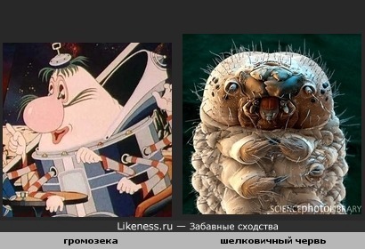 громозека похож на шелковичного червя
