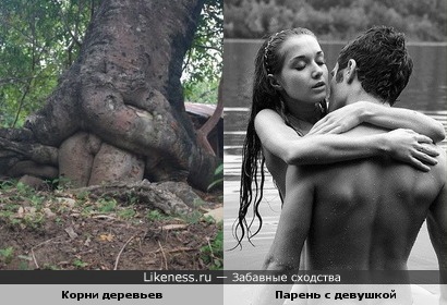 Корни деревьев напоминают сцену из порнофильма