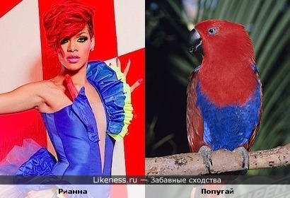 Карибские певица и попугайчик похожи