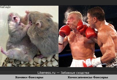 Два нокаута :)