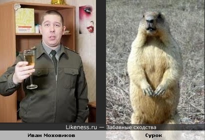 Иван Моховиков ("Солдаты") и сурок похожи