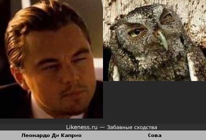 Леонардо Ди Каприо похож на сову