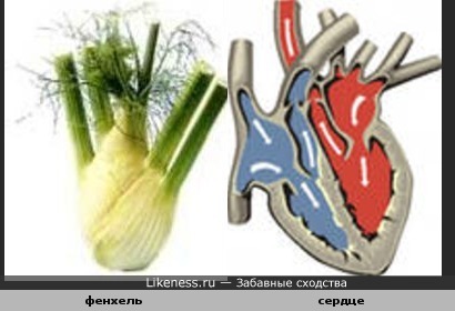 Фенхель похож на сердце