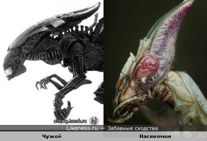 Чужой и насекомое