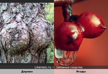 Дерево и ягоды