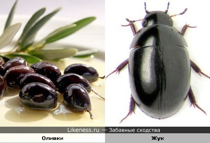 Черные и блестящие