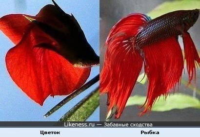 "Так вот ты какой... цветочек аленький"
