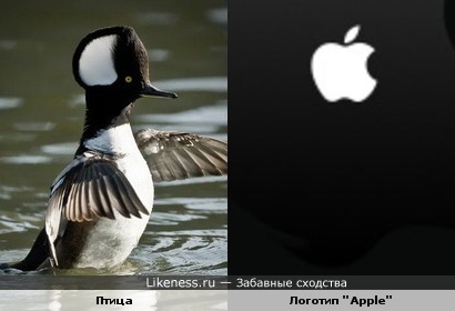 Птица, отмеченная логотипом "Apple"